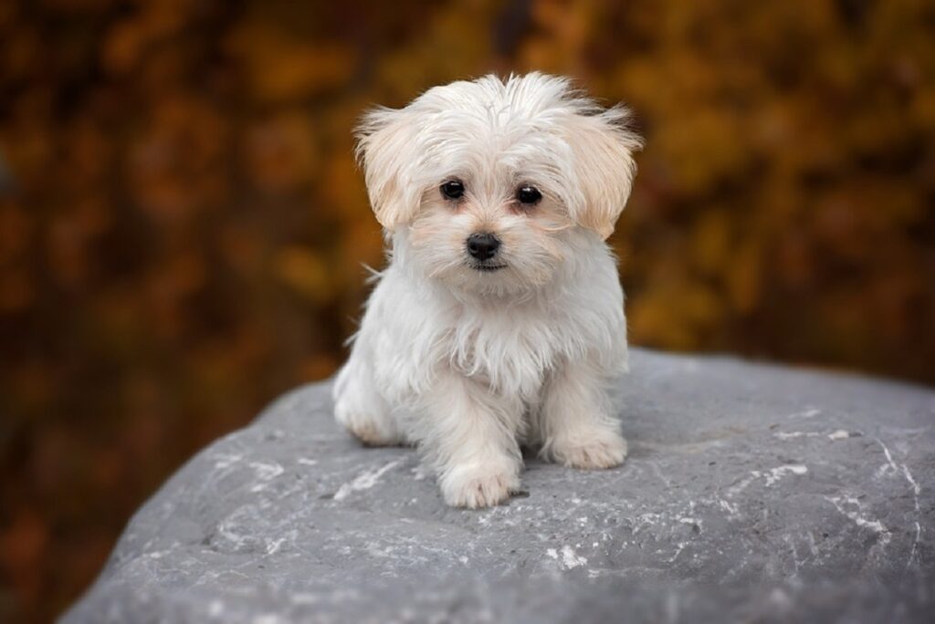 most common dog