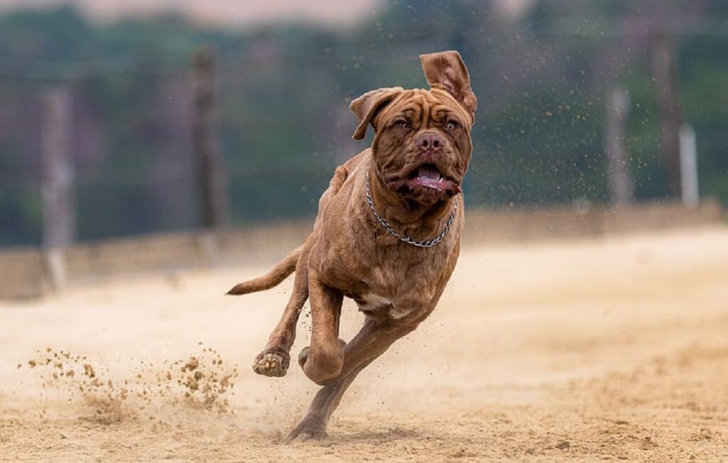 the best dog breed