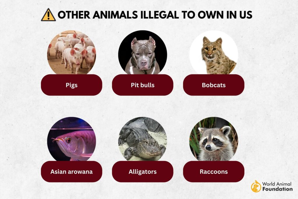 Other Animals Illegal To Own in the US