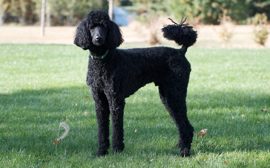 favorite dog breed