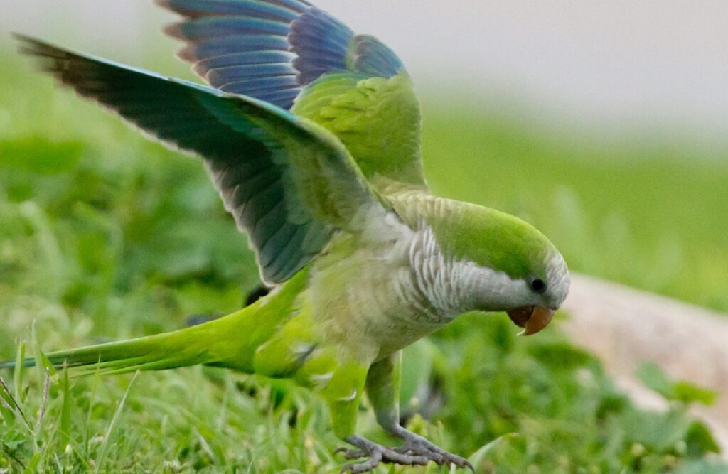 quaker parrots