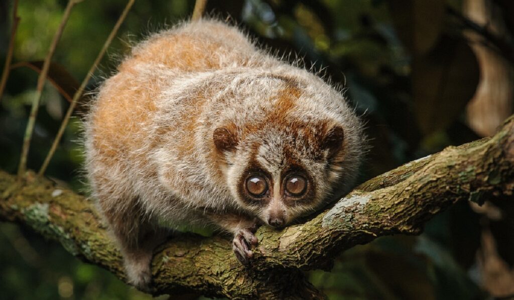 Slow lorises