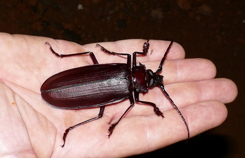 big beetle