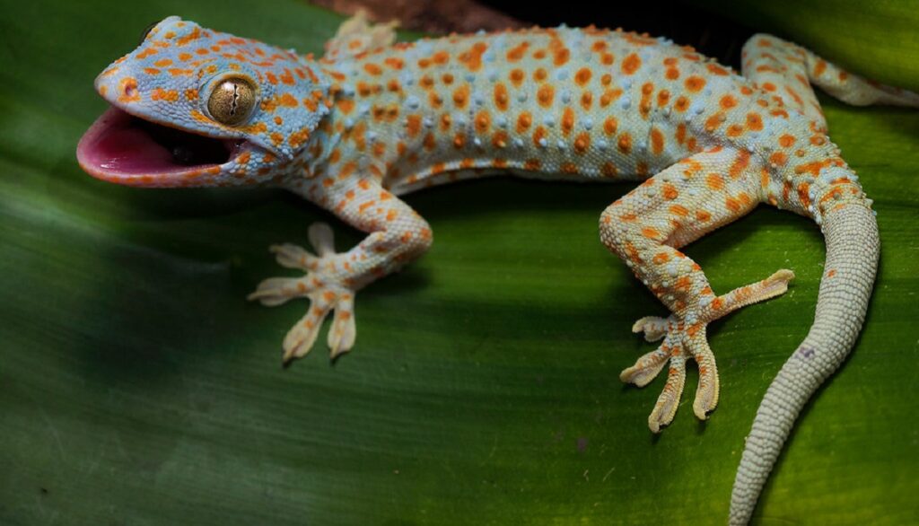 Tokay geckos