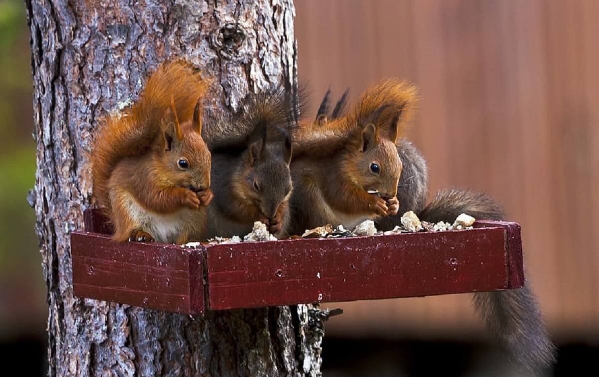 Explore The Wonders Of Squirrel Nature’s Agile Adventurers