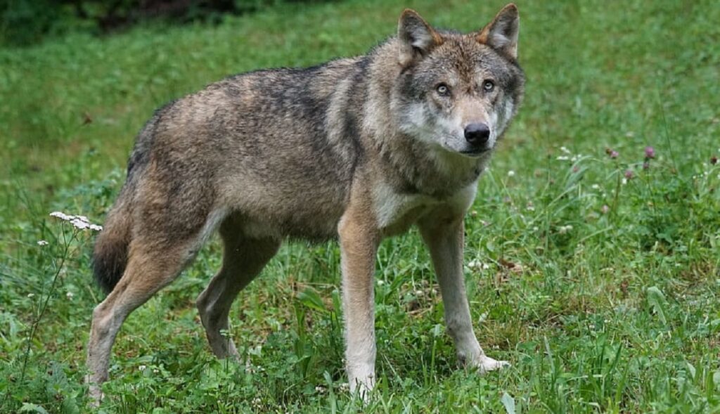 Wolf hybrids legal