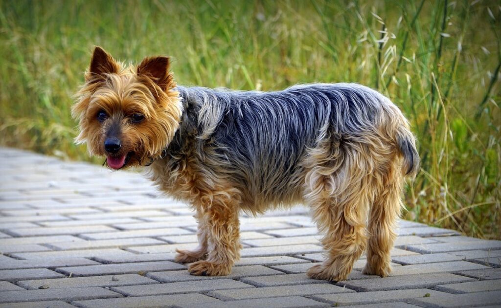 Yorkshire Terriers