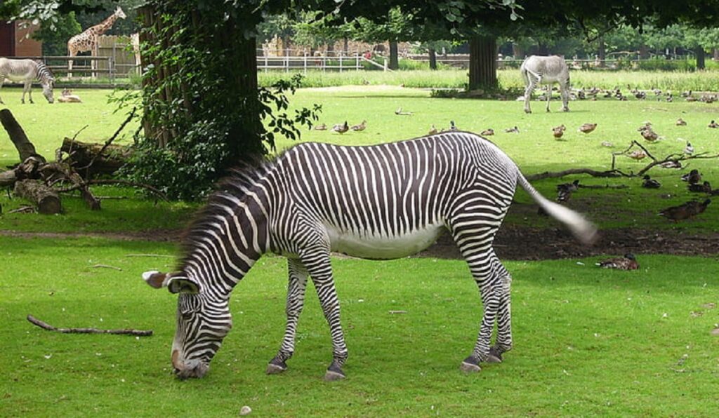 Zebra illegal