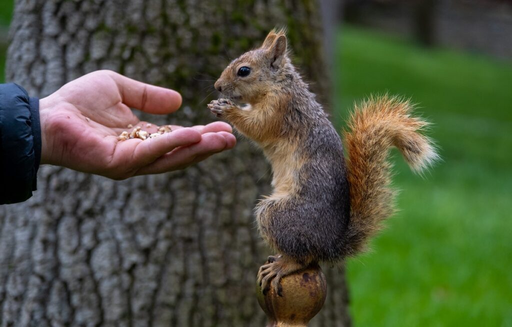 are squirrels a rodent