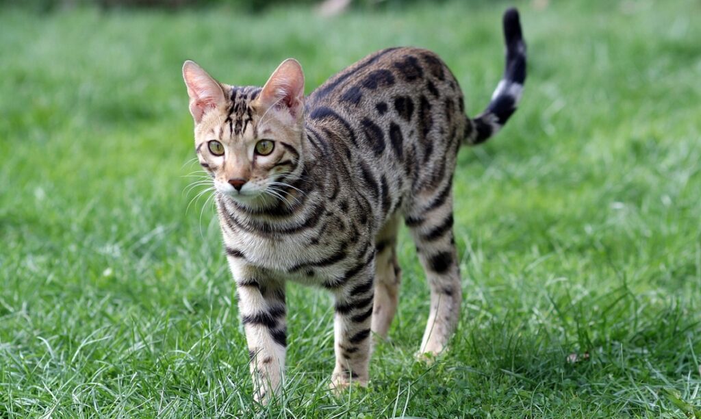 bengal cat