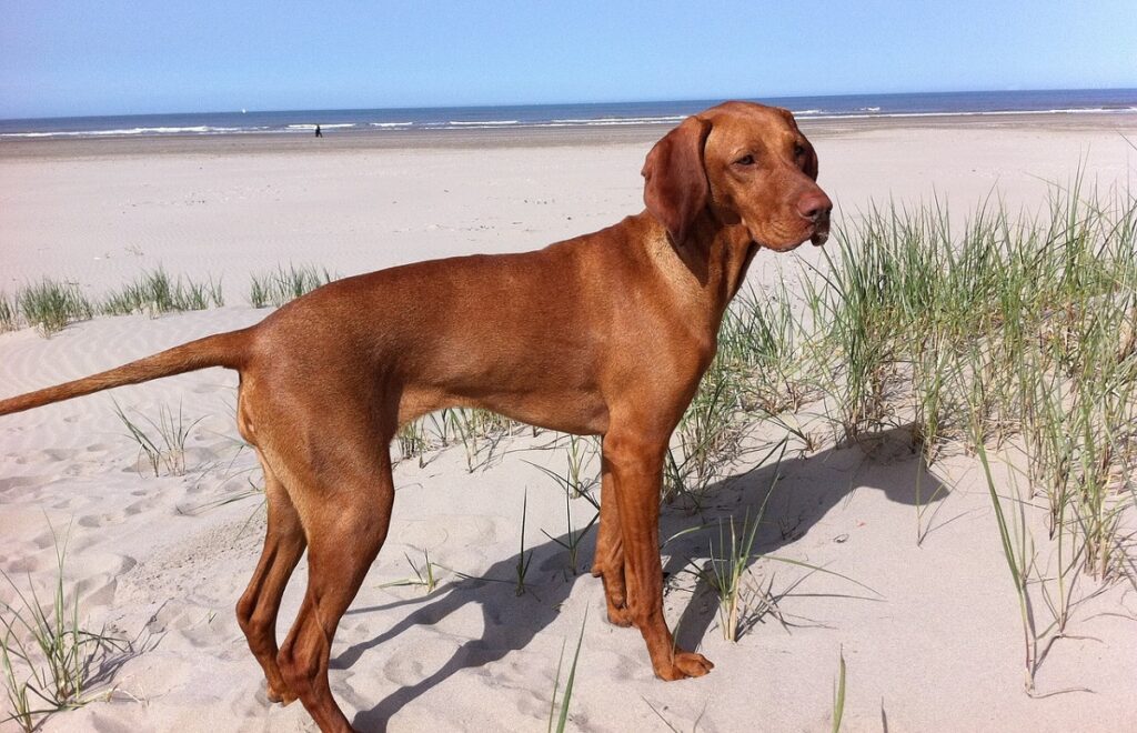 best dog breed to own