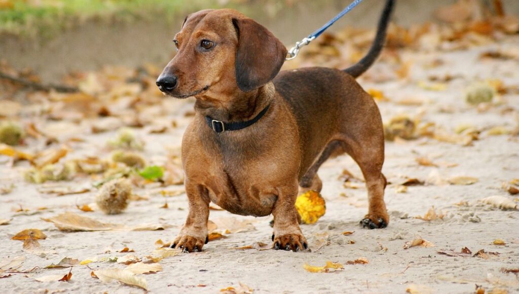 best dog to get