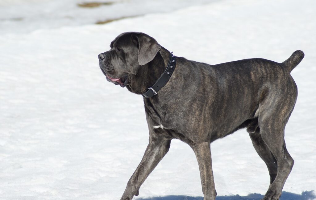 dog breeds usa