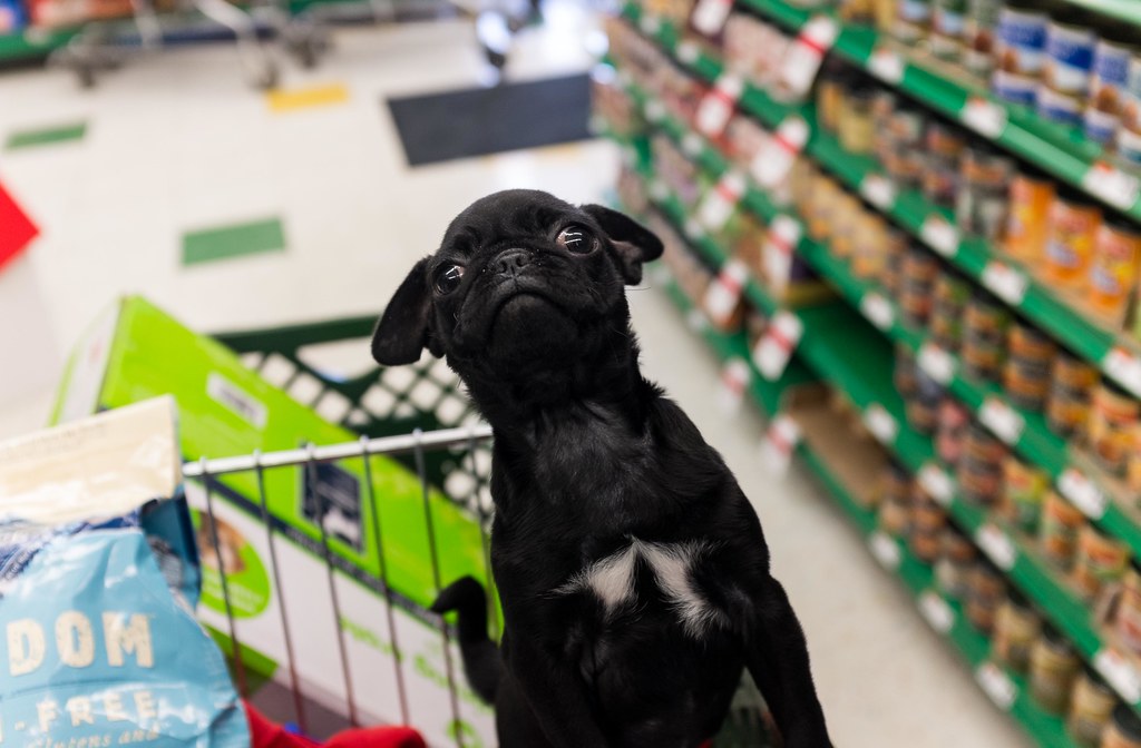 AKC Community Canine YORKTOWN MALL (session Choices)