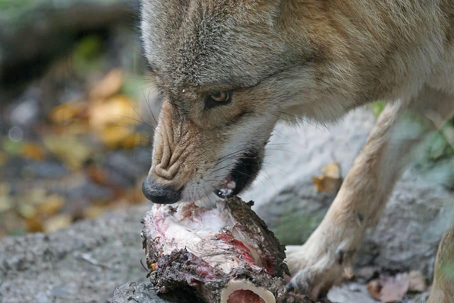 gray wolves diet