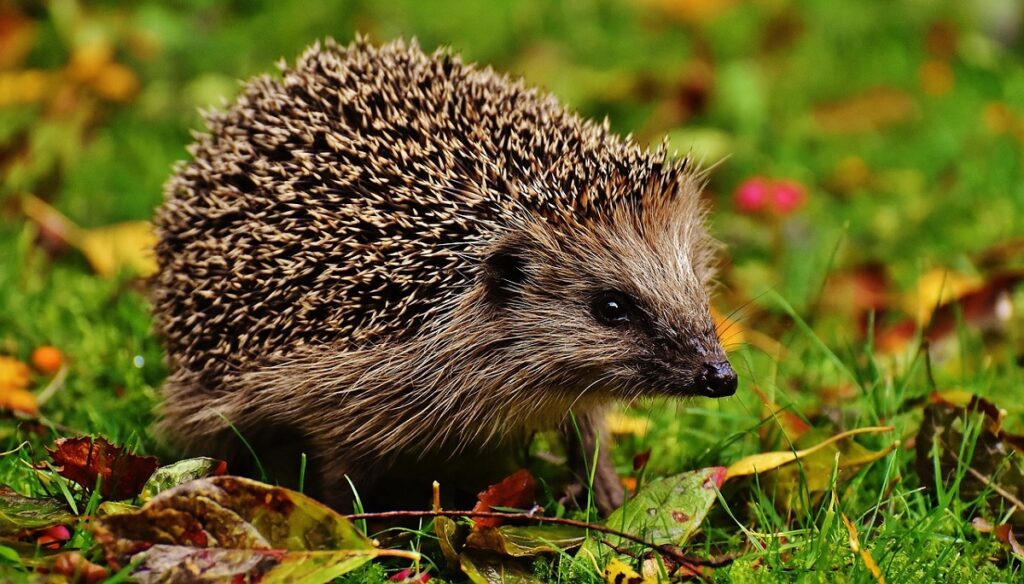 are hedgehogs illegal 