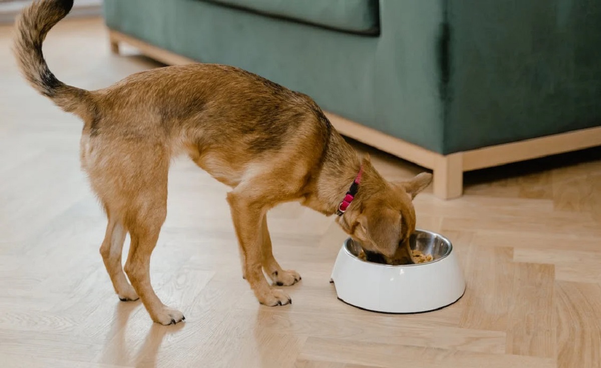 How Much Should I Feed My Dog? Tailoring Your Pup’s Diet!