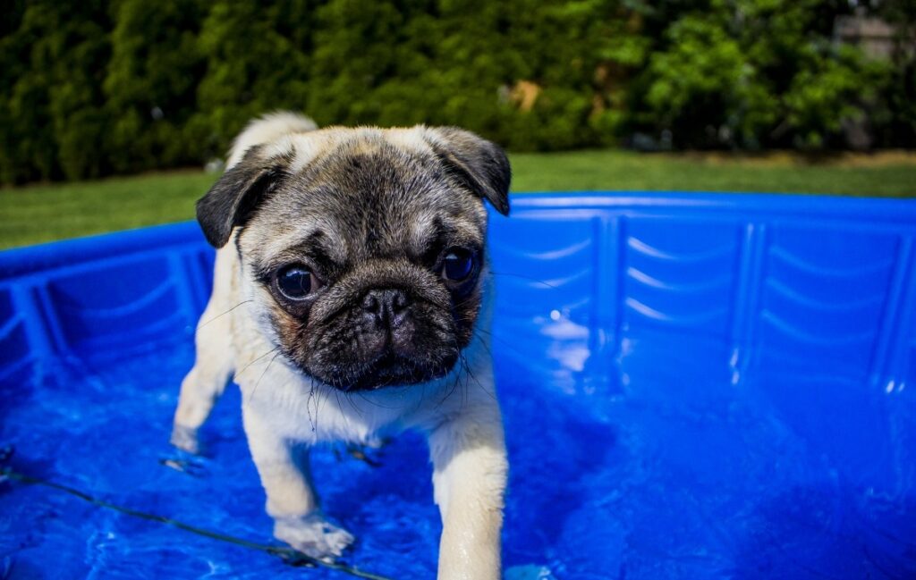 Learn How To Keep Dogs Cool In The Summer - Beat The Heat!