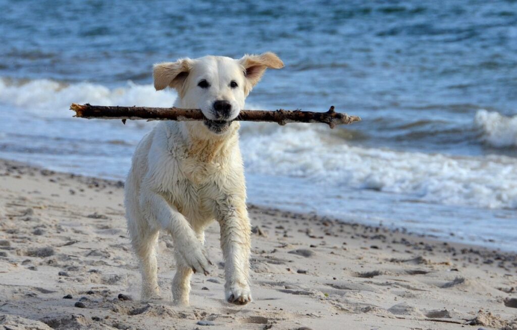 Learn How To Keep Dogs Cool In The Summer Beat The Heat!