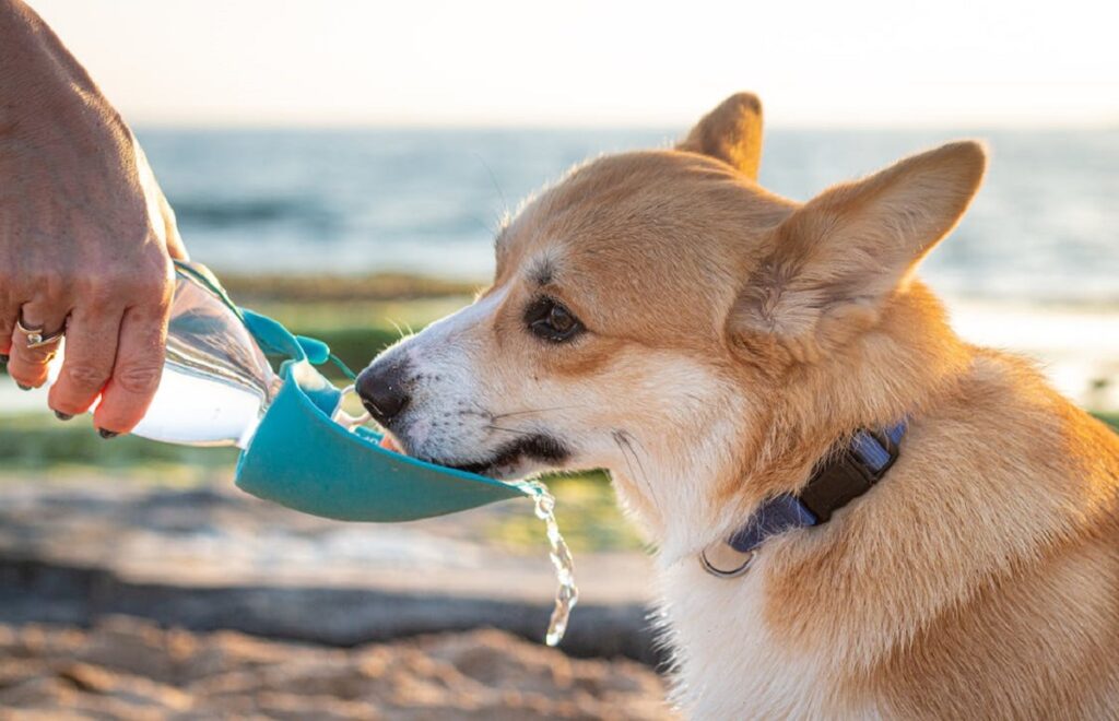 Dog Summer Boredom Buster  An easy way to keep your dogs cool!