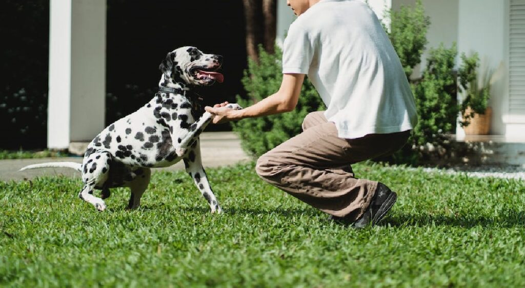 how to train a dog to stay in the yard