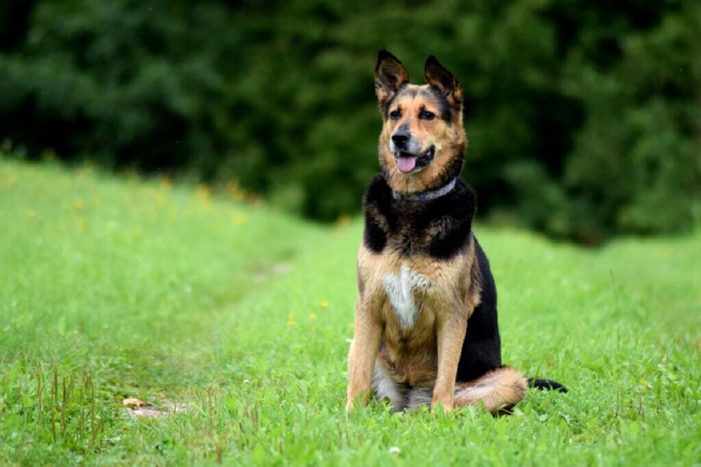 keeping dog in yard
