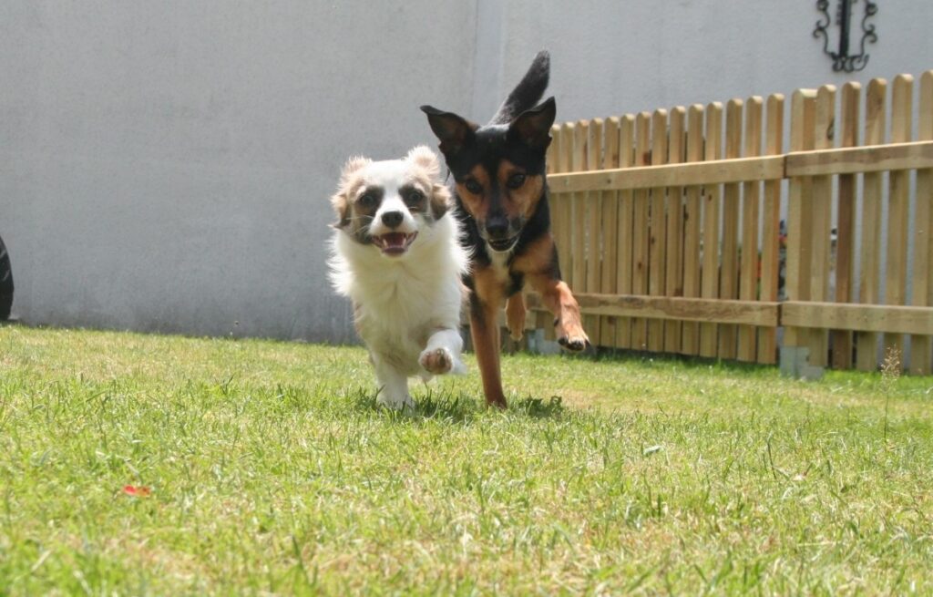 Teach dog cheap boundaries yard