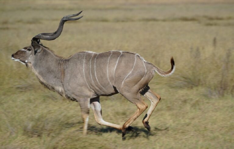1461 kudu
