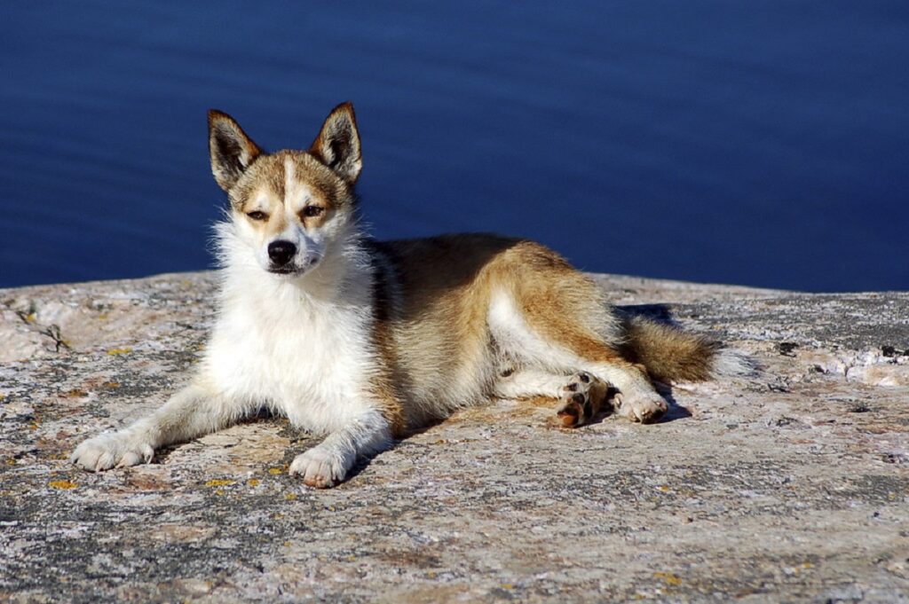 least popular dog breeds