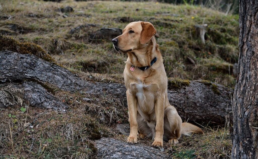 most popular dog