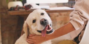 Pet Sitter Rates Calculator