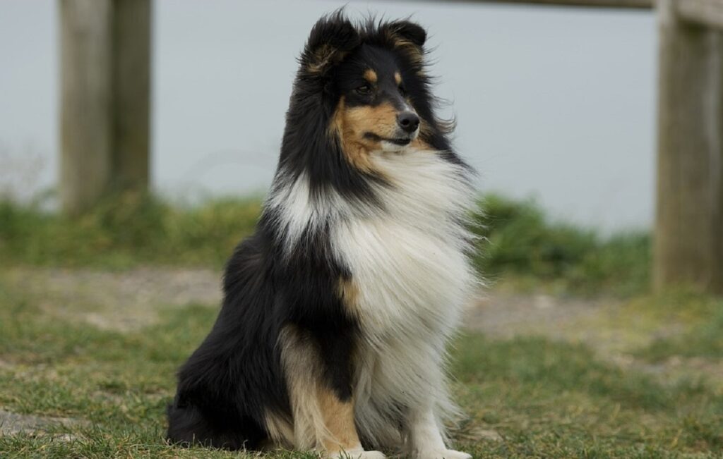 best dog breed to own