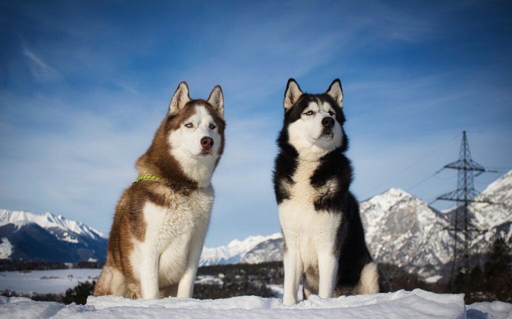 siberian husky