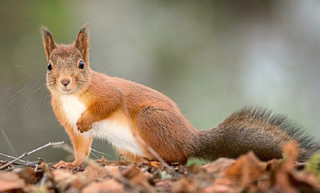 Explore The Wonders Of Squirrel: Nature’s Agile Adventurers