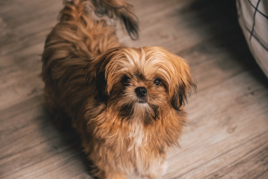 top dog breed in america