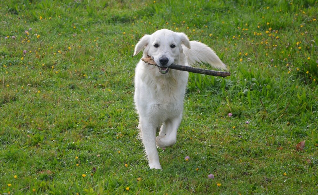 train dog to stay in yard
