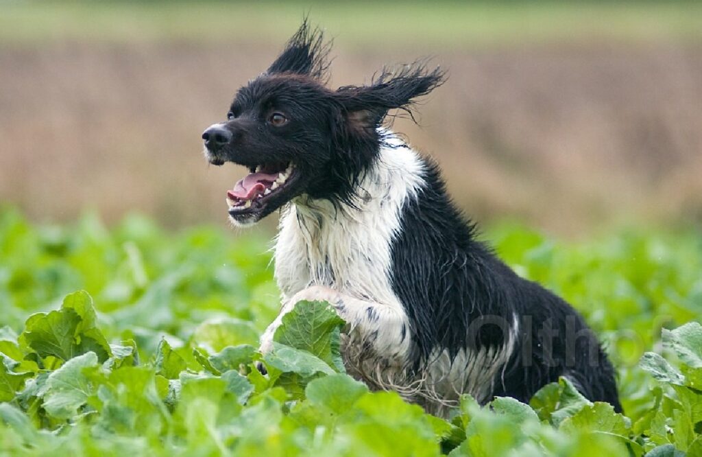 whats the best dog breed