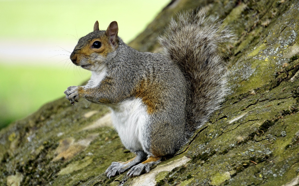 Explore The Wonders Of Squirrel: Nature’s Agile Adventurers