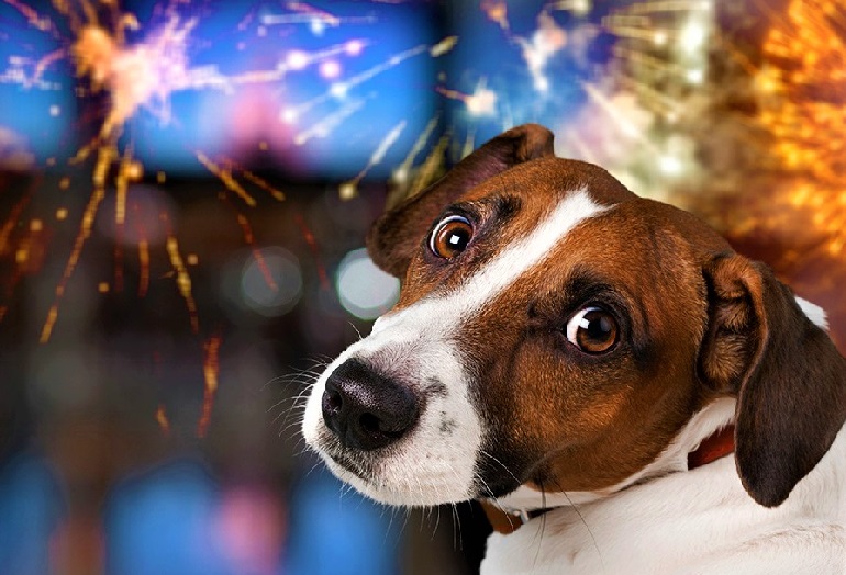 why do dogs hate fireworks