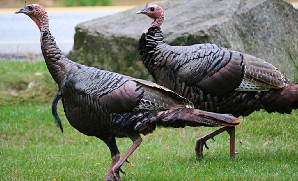 wild turkeys