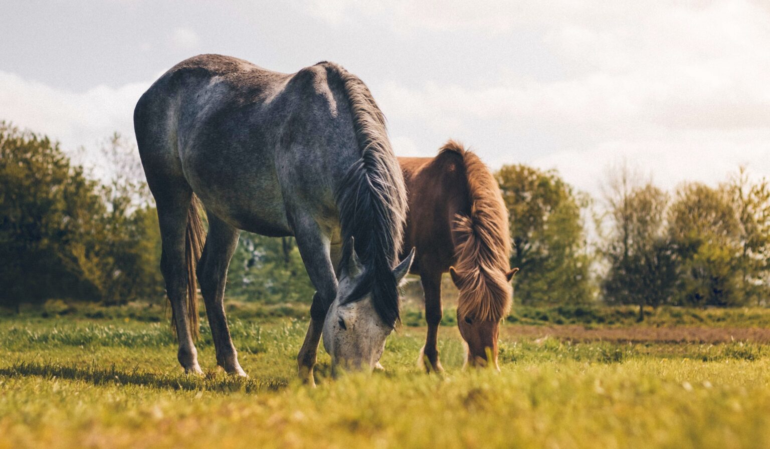 Horse Weight Calculator How Much Does A Horse Weigh?