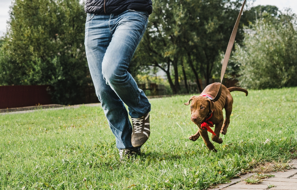 How To Leash Train A Dog Expert Tips And Helpful Tricks