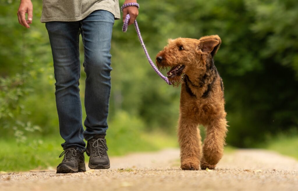 How To Leash Train A Dog Expert Tips And Helpful Tricks