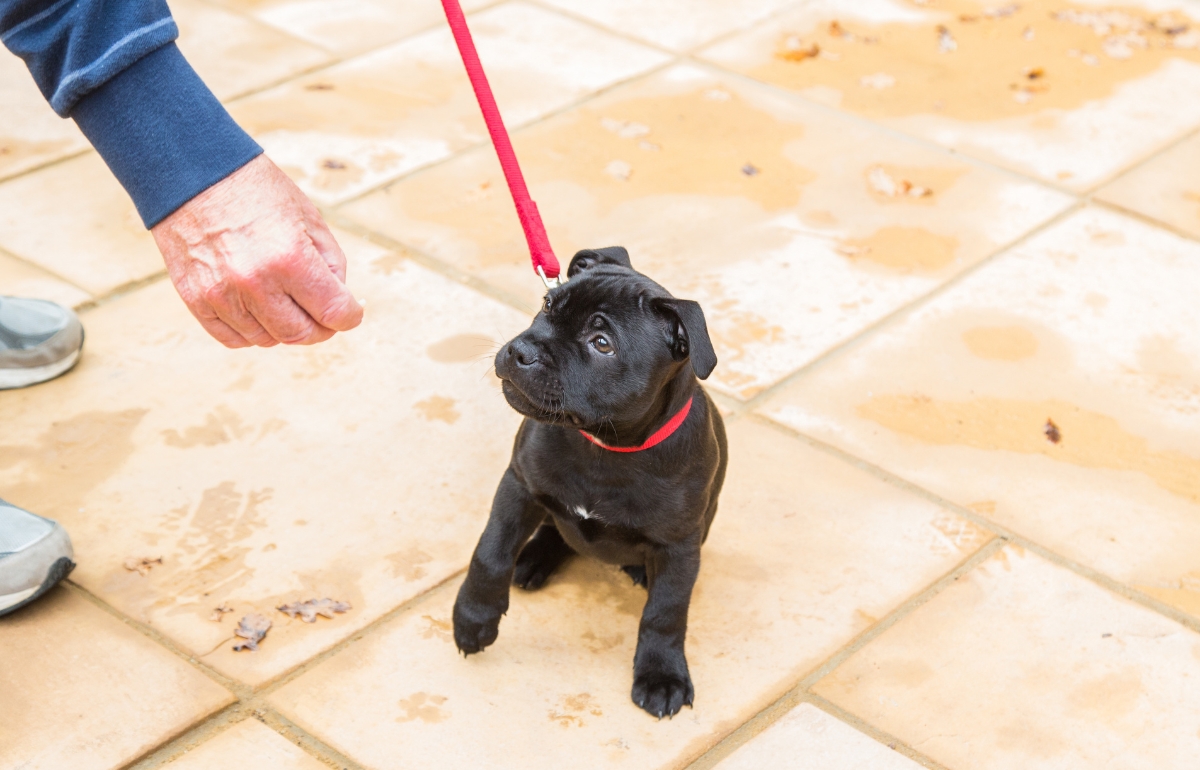 How To Leash Train A Dog Expert Tips And Helpful Tricks