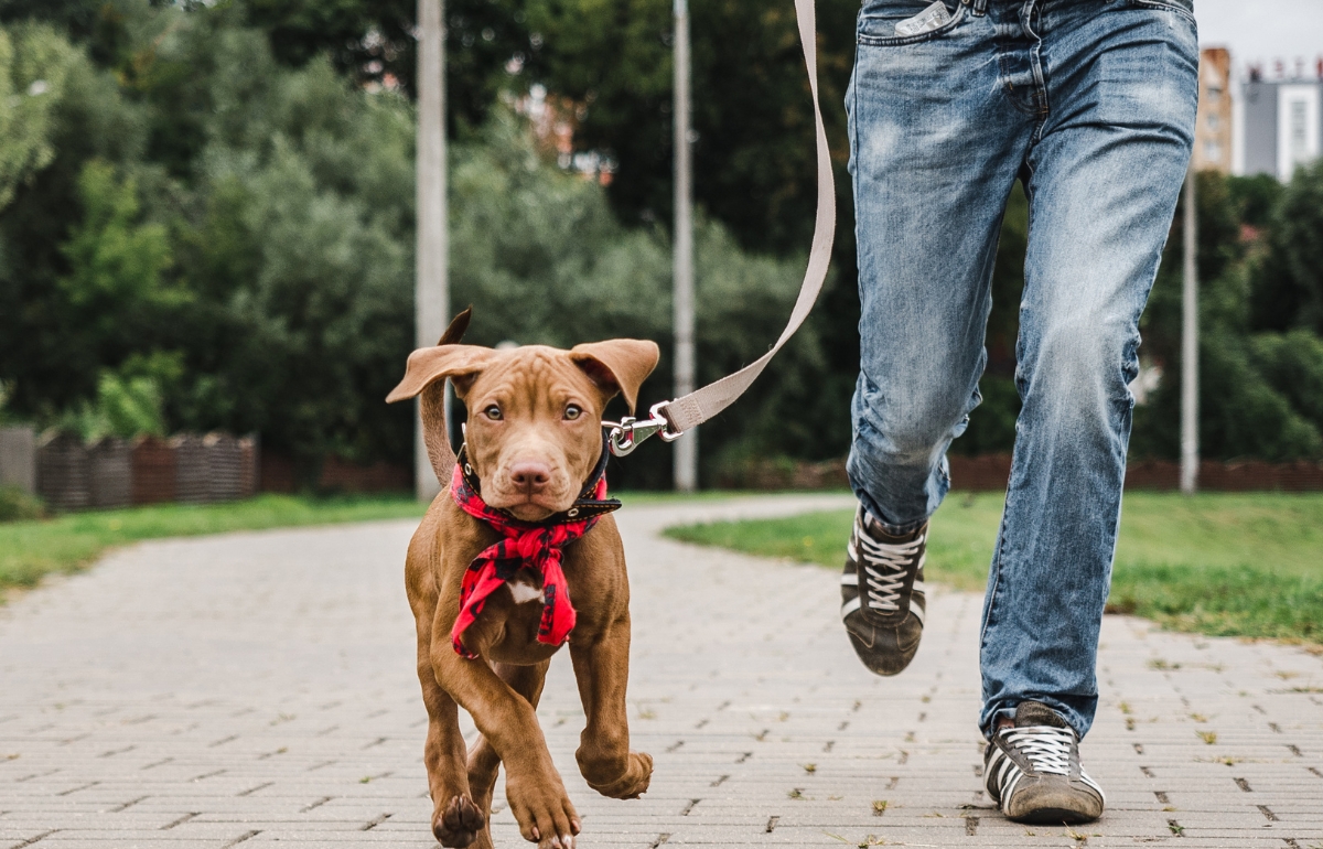 How To Leash Train A Dog Expert Tips And Helpful Tricks