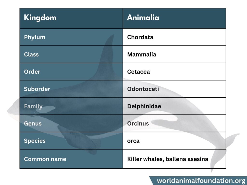 Scientific Classification of Orcas