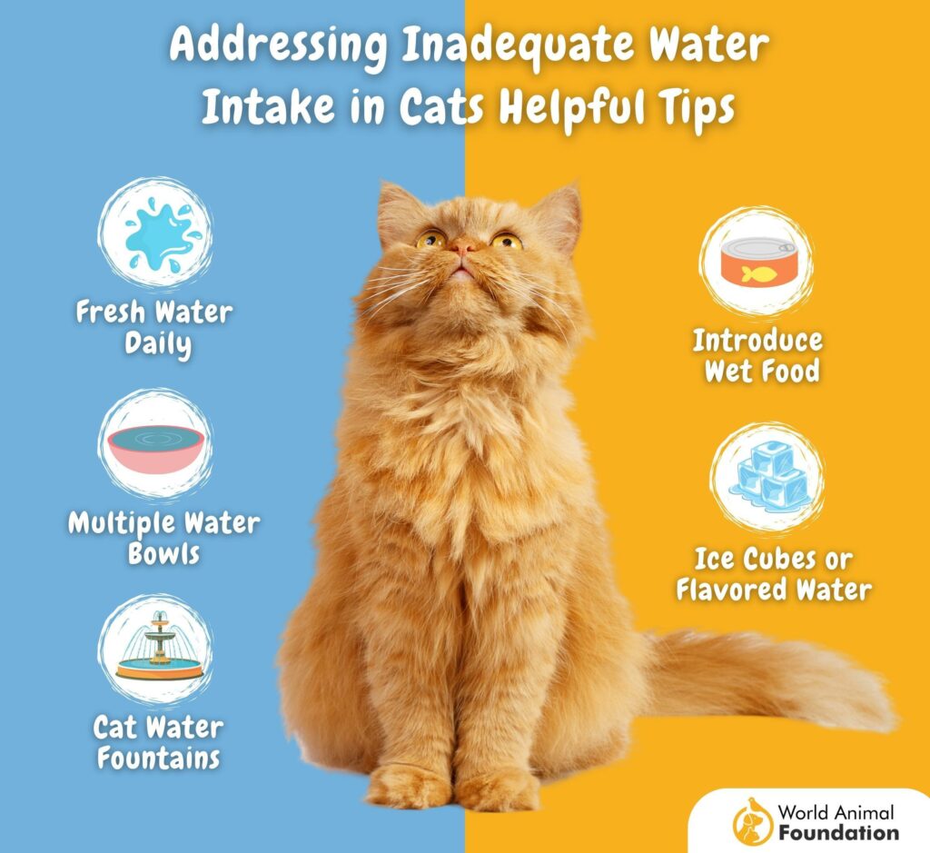 Cat Water Intake Calculator Monitor Your Cat s Hydration