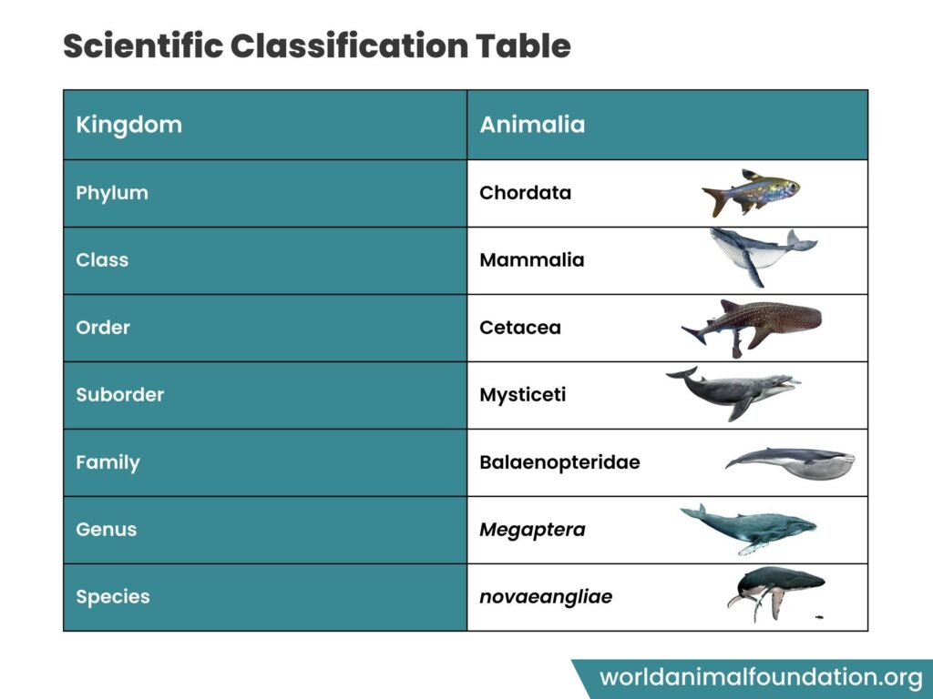 Whale Facts, Types, Lifespan, Classification, Habitat, Pictures