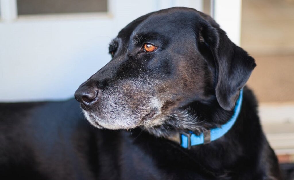 Avoid Collars in the Crate