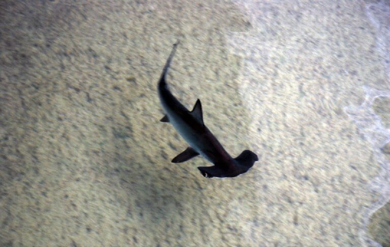 Hammerhead Shark Facts - Curious Insights And Discoveries!